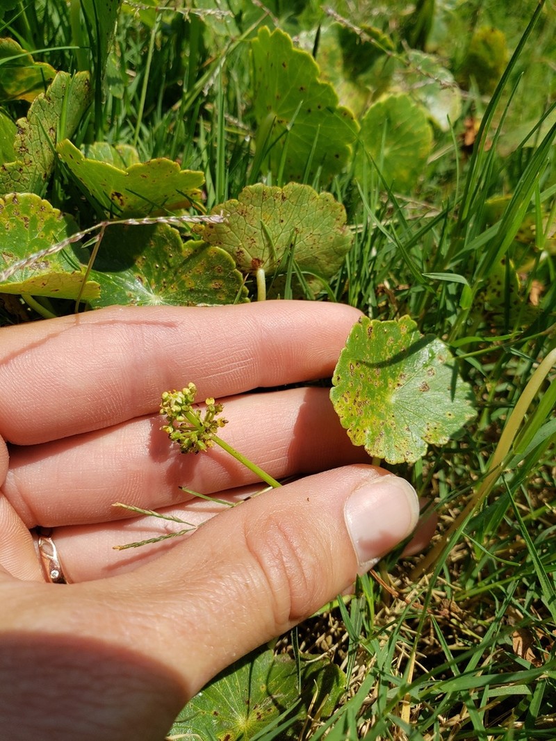 Whorled Marshpennywort photo 5