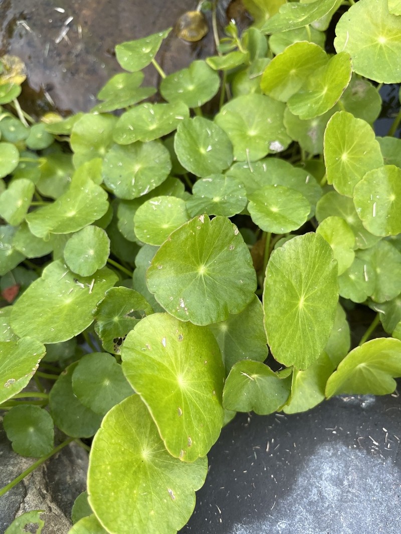 Whorled Marshpennywort photo 2