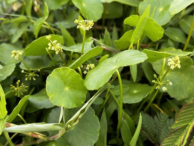 Whorled Marshpennywort photo 3