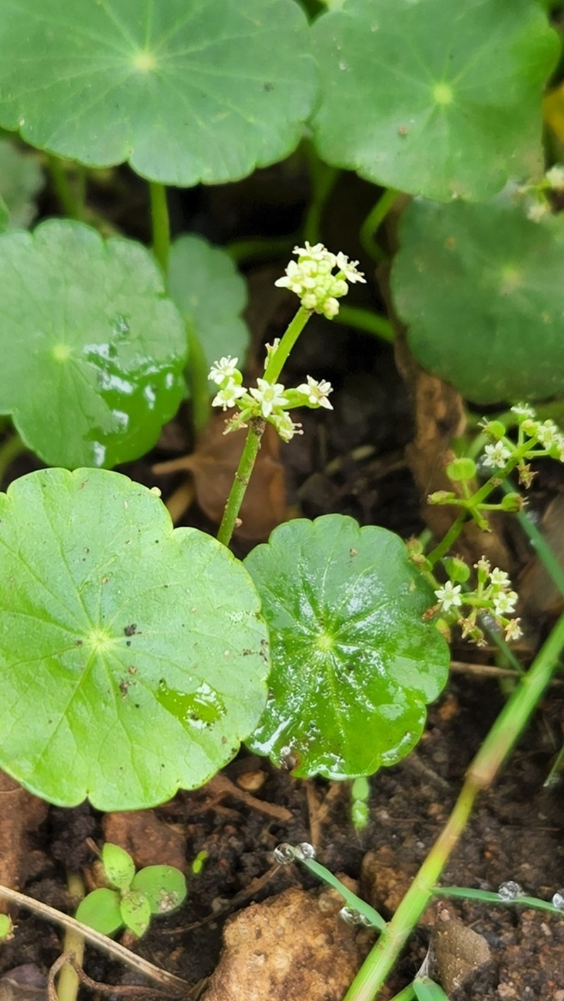 Whorled Marshpennywort photo 6