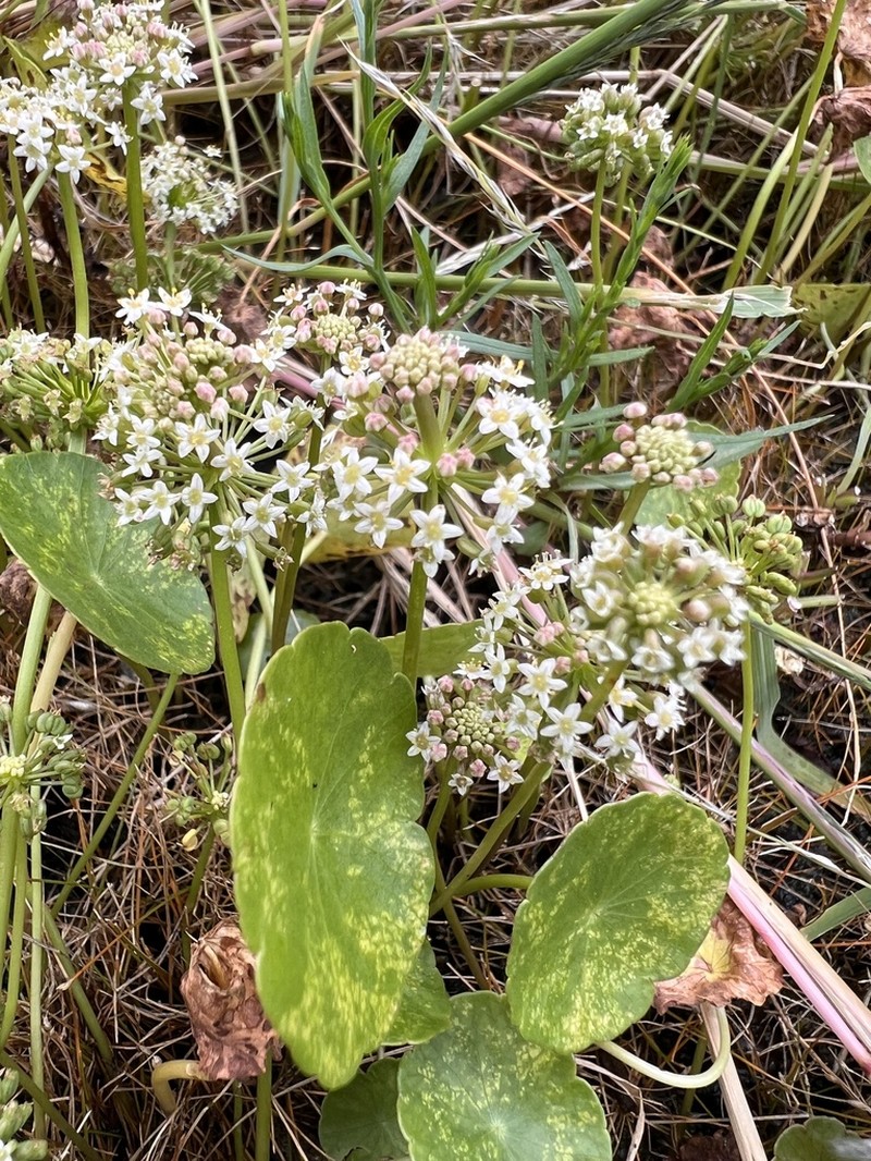 Whorled Marshpennywort photo 7