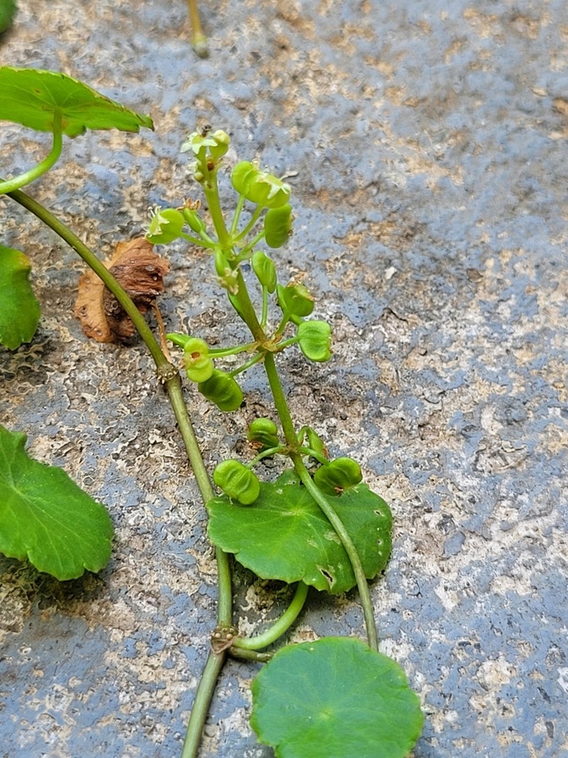 Whorled Marshpennywort photo 8