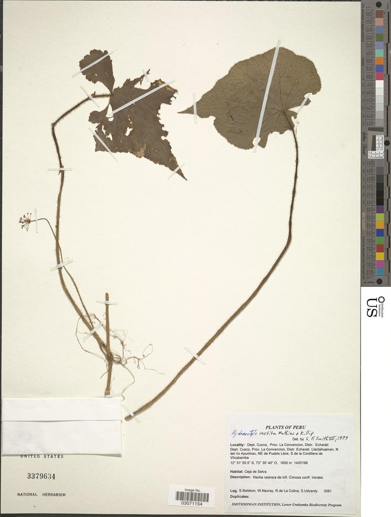 Hydrocotyle vestita