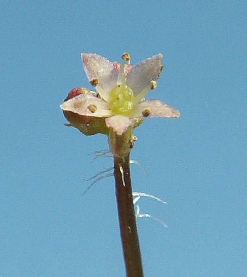 Hydrocotyle vulgaris photo 2