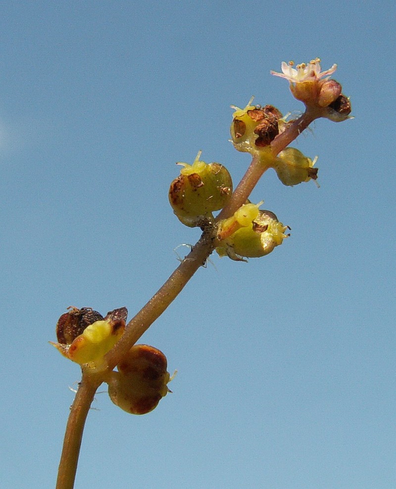 Hydrocotyle vulgaris photo 3