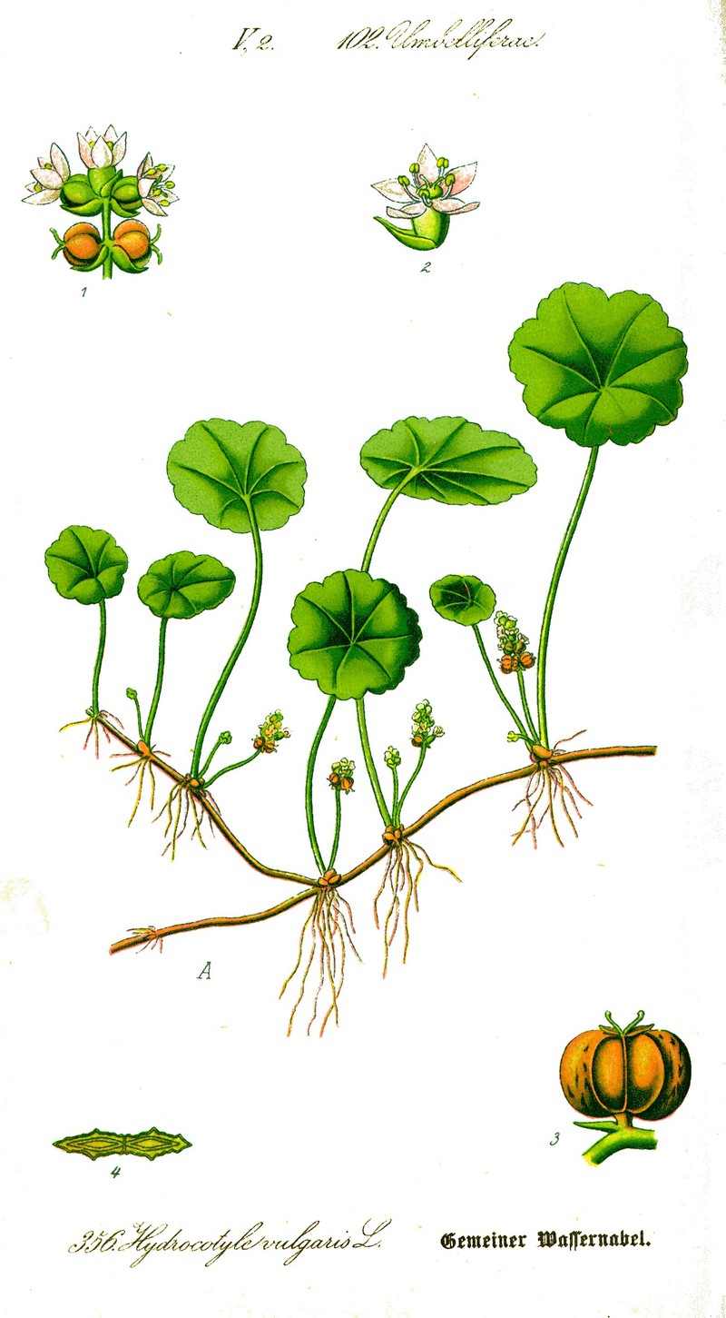 Hydrocotyle vulgaris photo 4