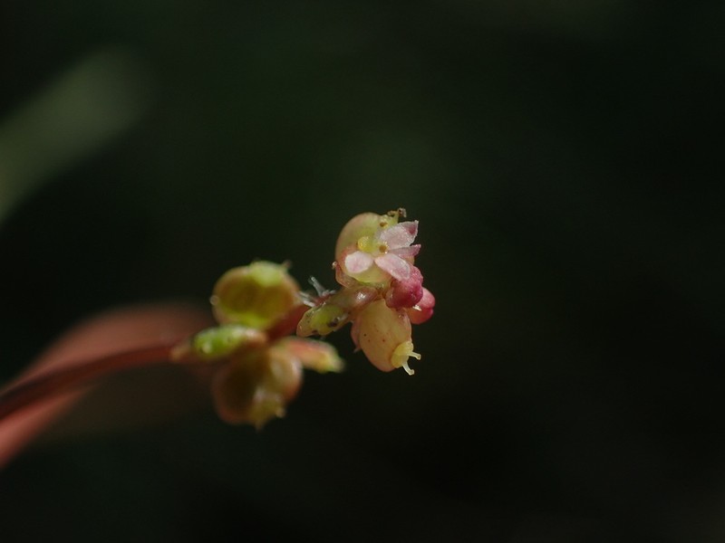 Hydrocotyle vulgaris photo 5