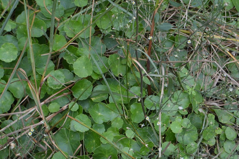 Hydrocotyle vulgaris photo 6