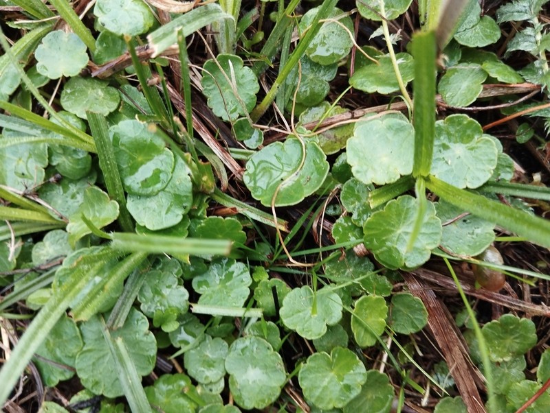 Hydrocotyle vulgaris photo 7
