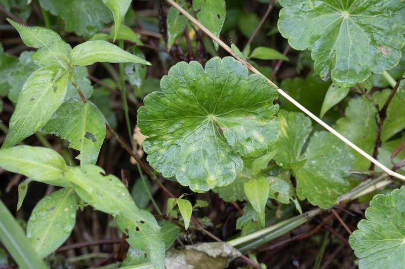 Hydrocotyle wilfordii