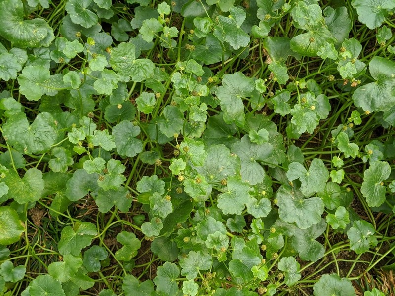 Hydrocotyle wilfordii photo 2