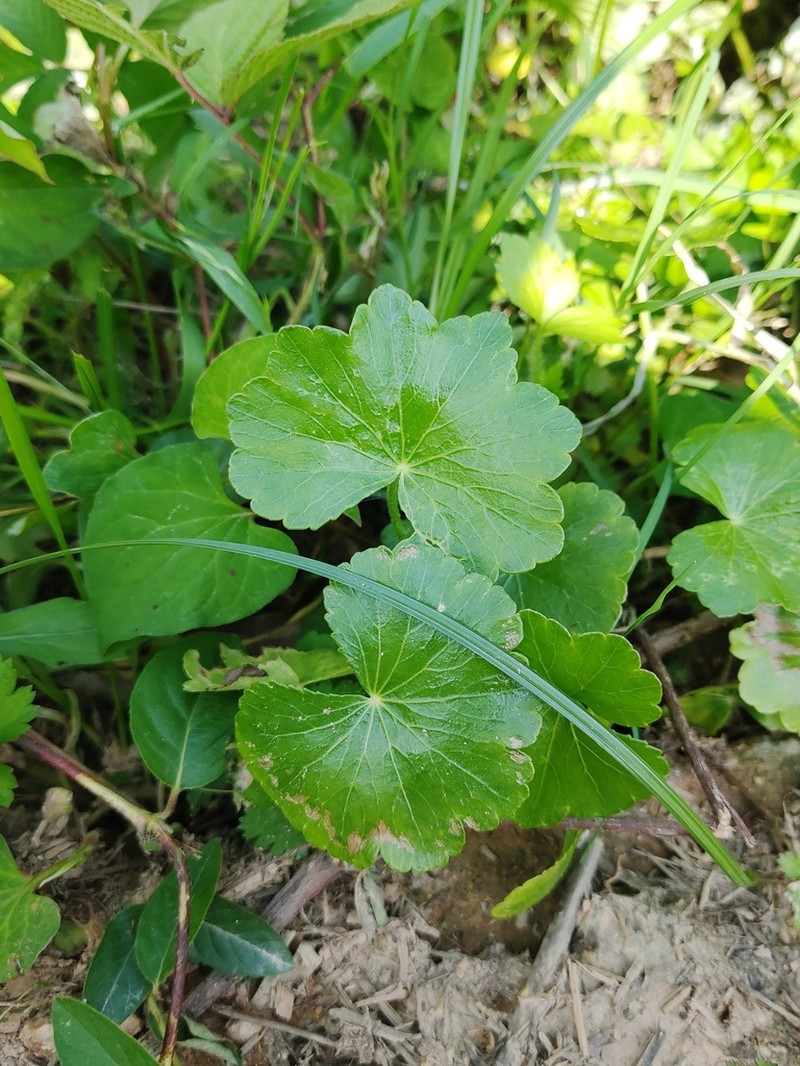 Hydrocotyle wilfordii photo 3