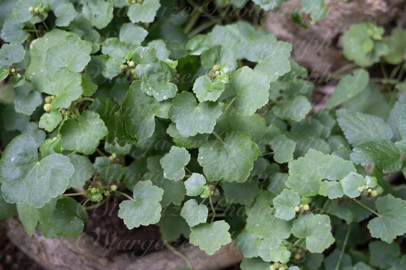 Hydrocotyle wilfordii photo 4