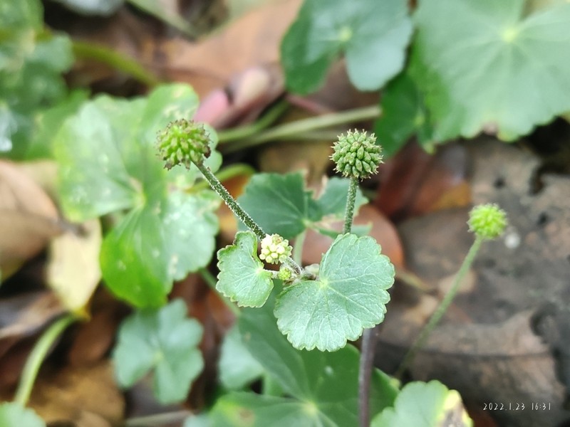 Hydrocotyle wilfordii photo 5