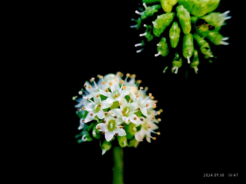 Hydrocotyle wilfordii photo 6