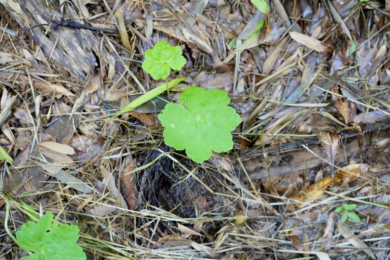 Hydrocotyle wilfordii photo 7