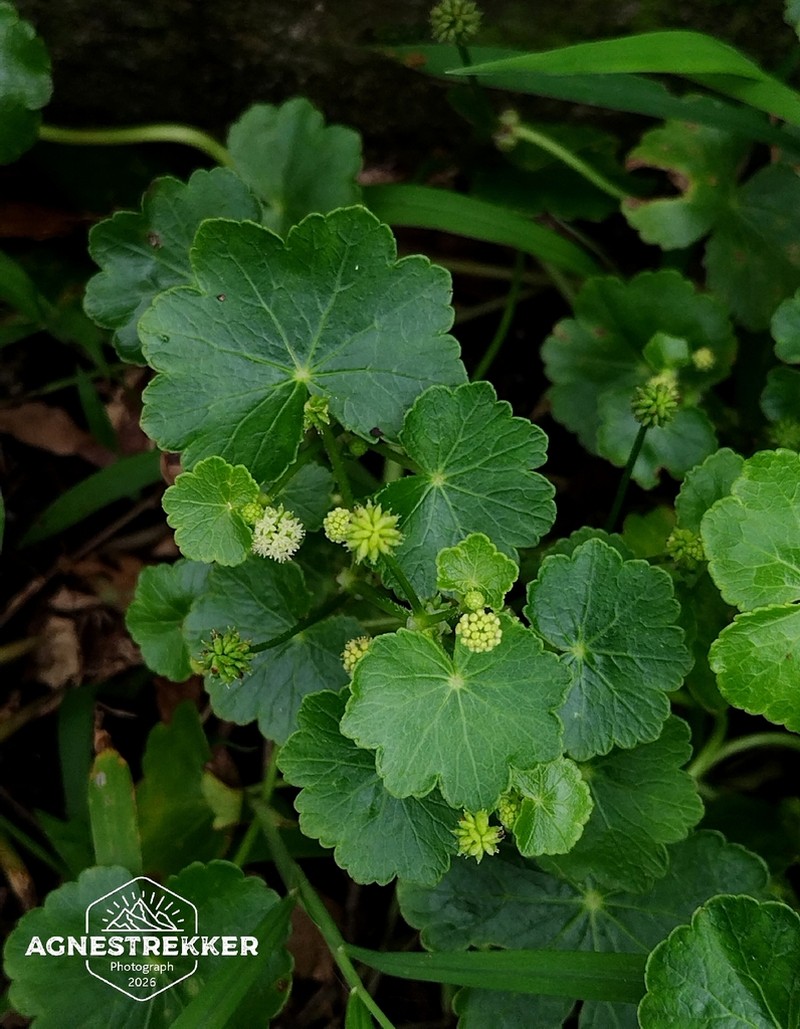 Hydrocotyle wilfordii photo 8