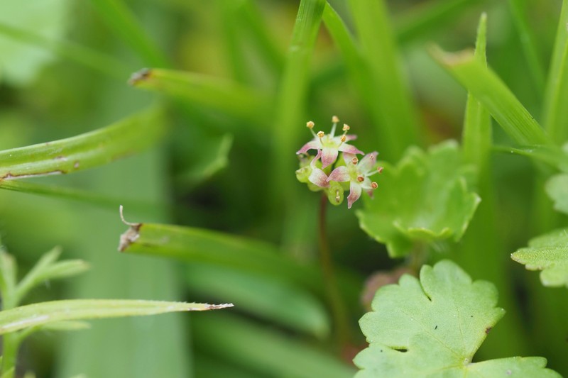 Hydrocotyle yabei