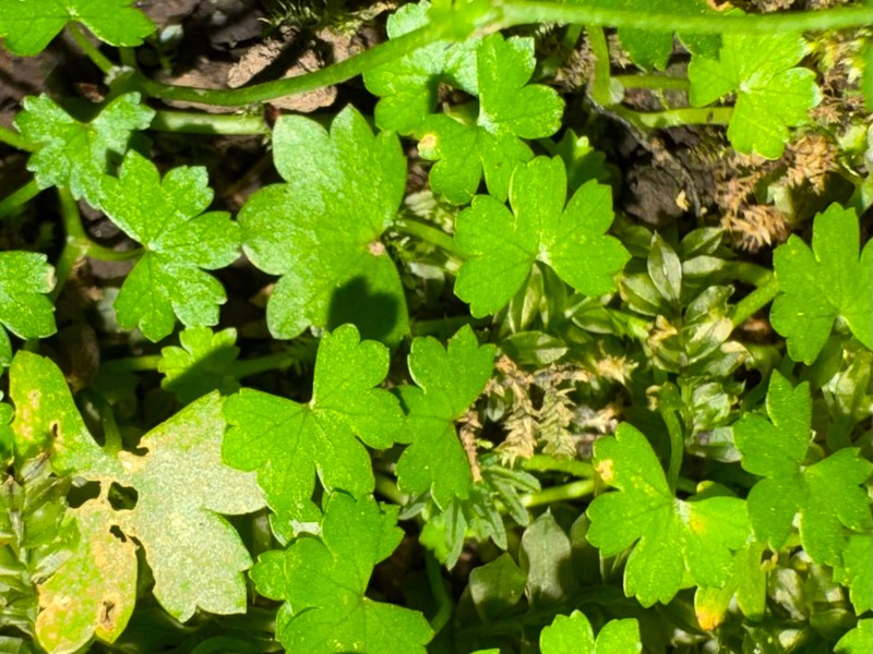 Hydrocotyle yabei photo 2