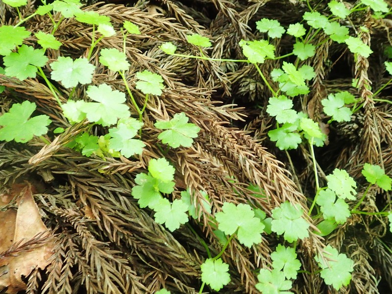 Hydrocotyle yabei photo 3