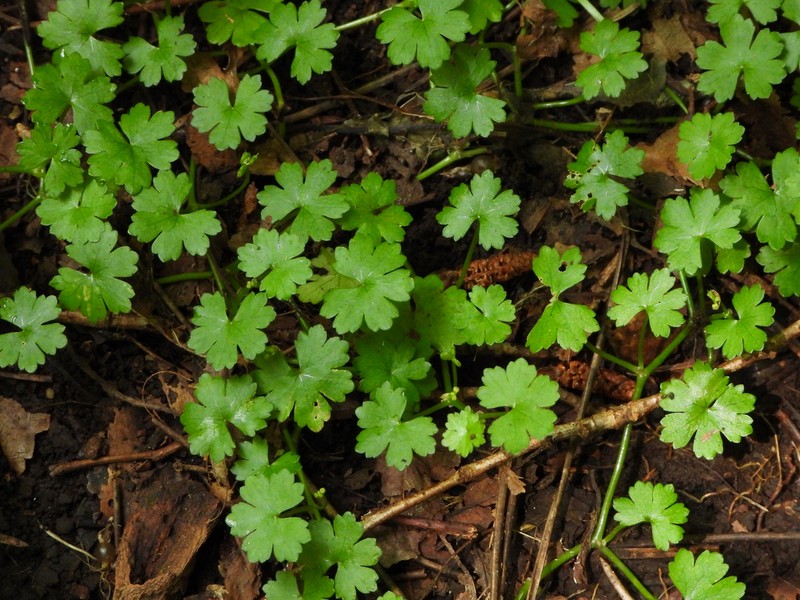 Hydrocotyle yabei photo 4