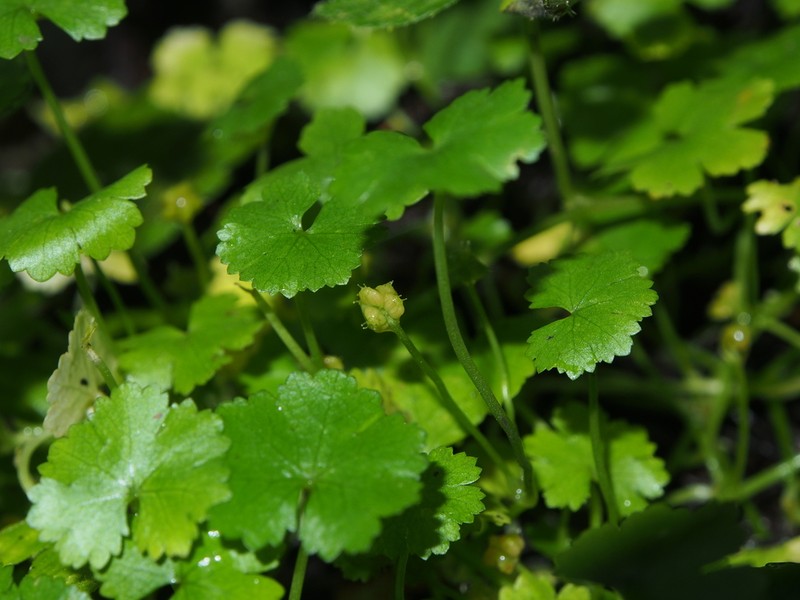 Hydrocotyle yabei photo 5