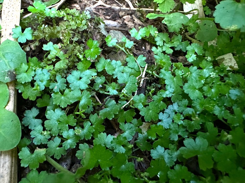 Hydrocotyle yabei photo 6