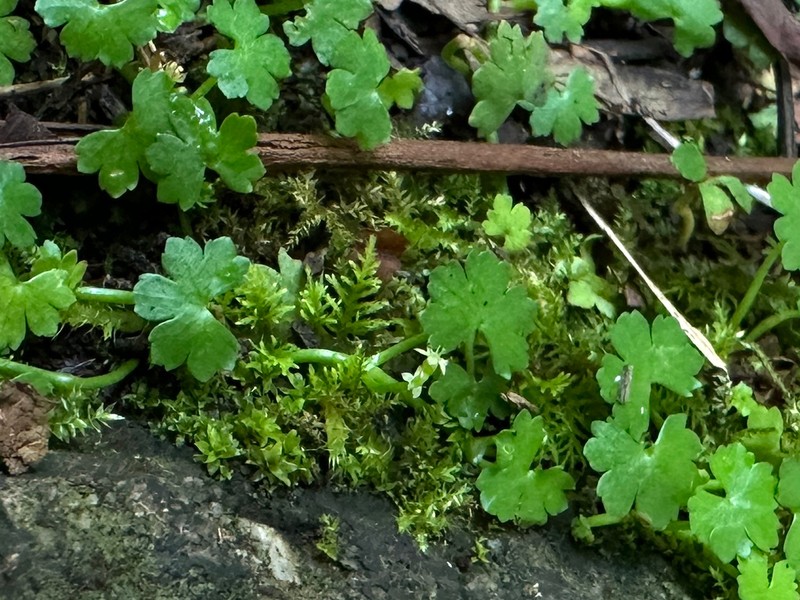 Hydrocotyle yabei photo 7