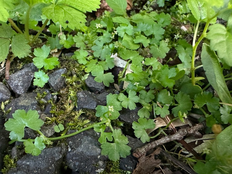 Hydrocotyle yabei photo 8