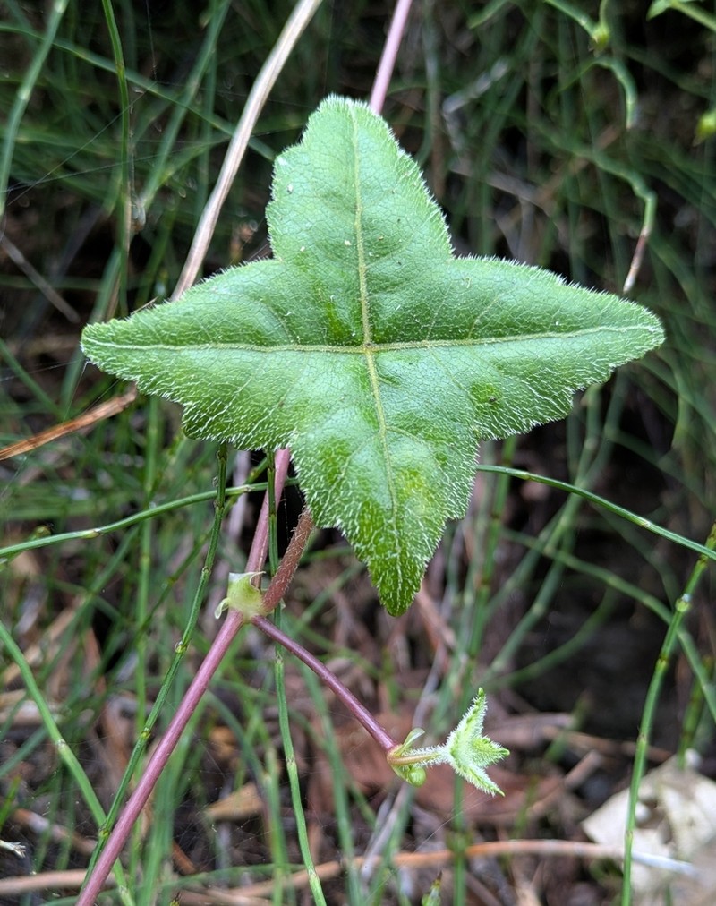Hydrocotyle yanghuangensis