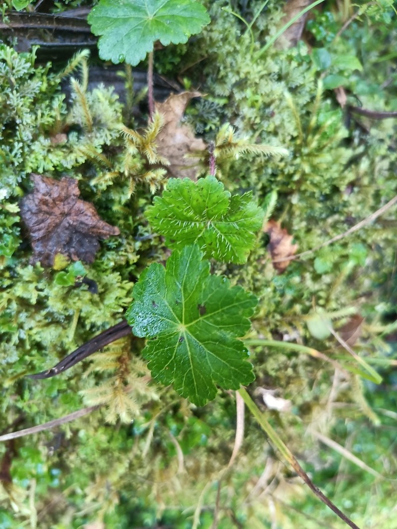 Hydrocotyle zongoana