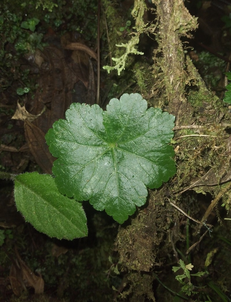 Hydrocotyle zongoana photo 3