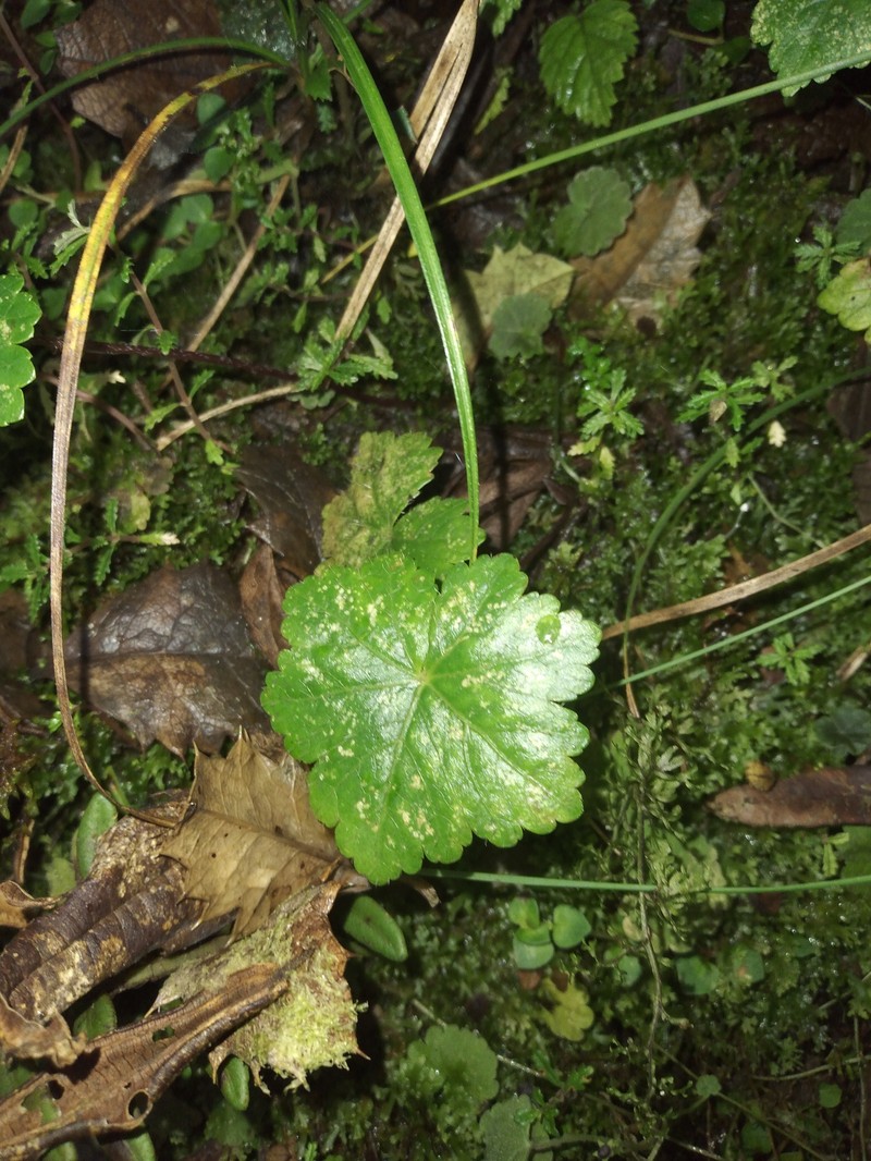 Hydrocotyle zongoana photo 4