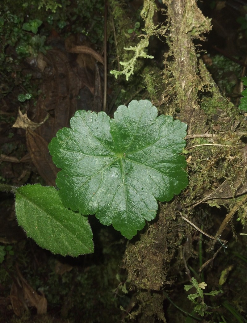 Hydrocotyle zongoana photo 5
