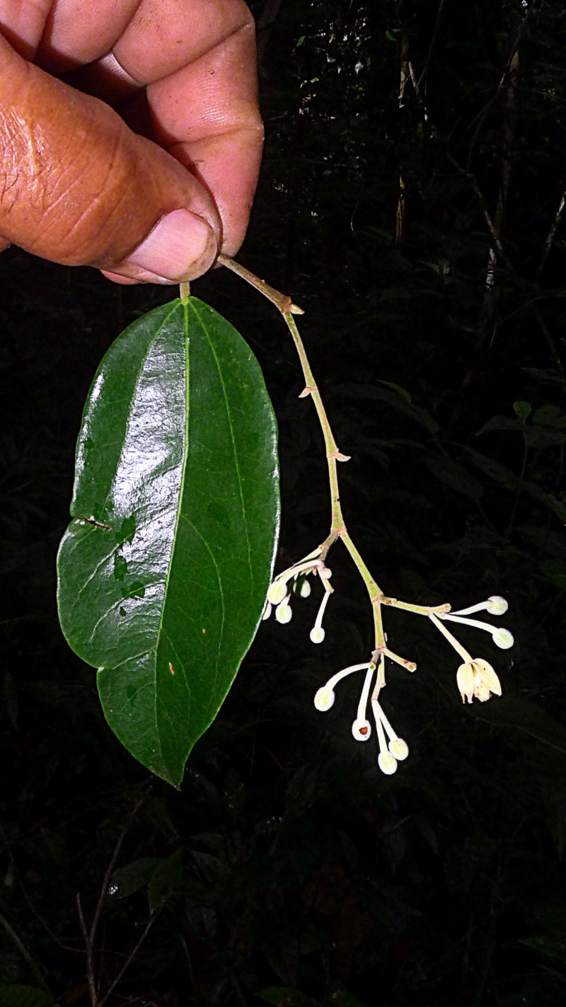 Hydrogaster trinervis