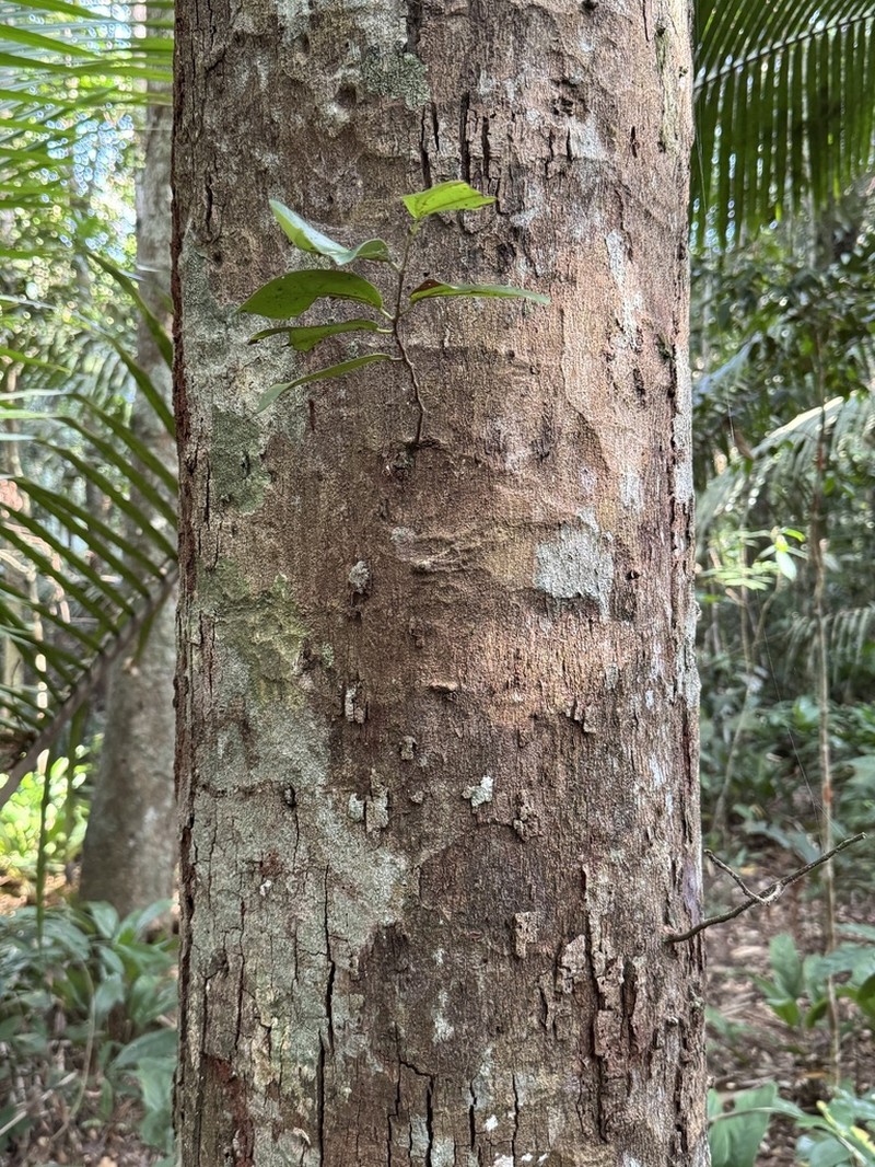 Hydrogaster trinervis photo 2