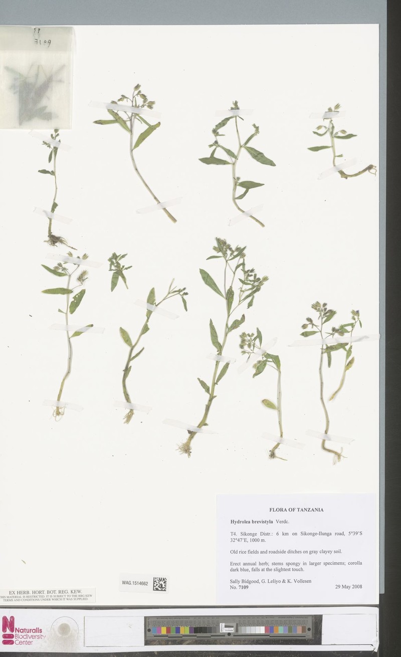 Hydrolea brevistyla