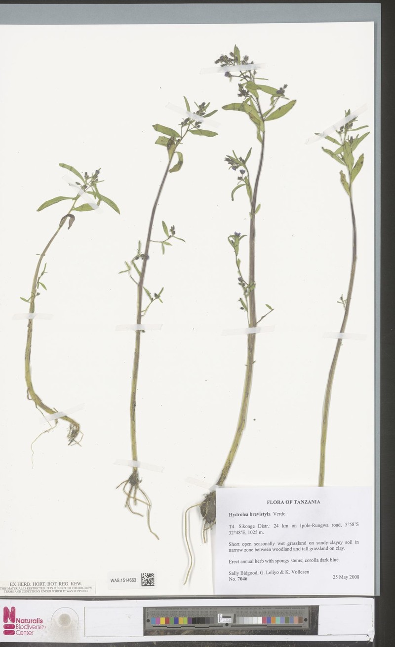 Hydrolea brevistyla photo 2