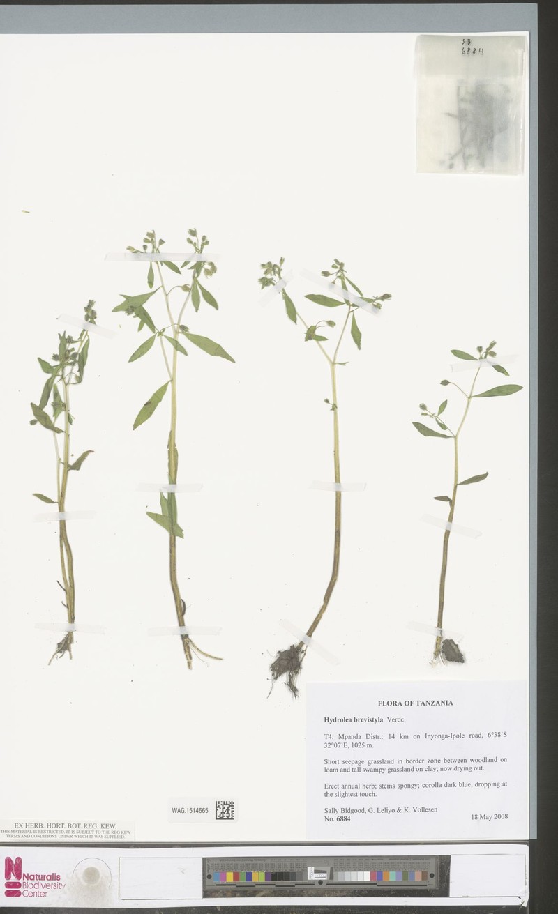 Hydrolea brevistyla photo 3