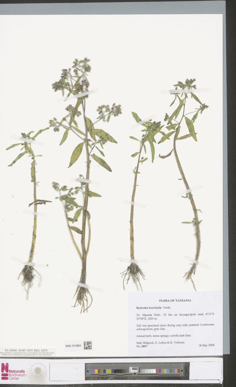Hydrolea brevistyla photo 4