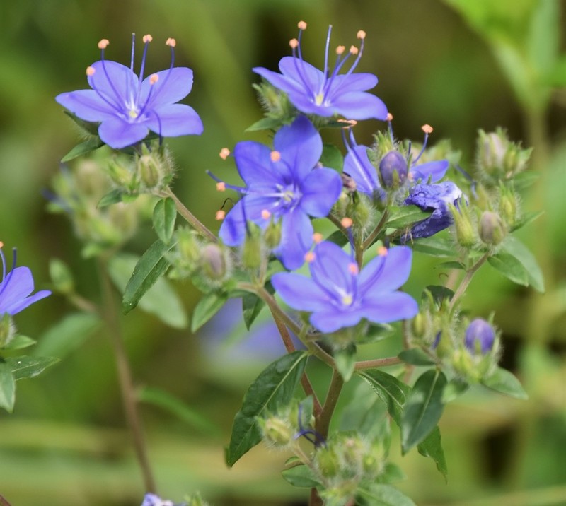 Skyflower