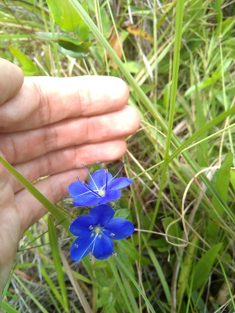 Skyflower photo 2