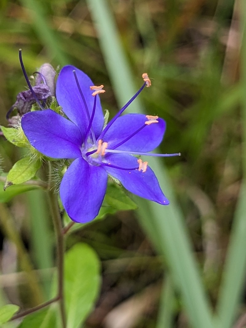 Skyflower photo 3