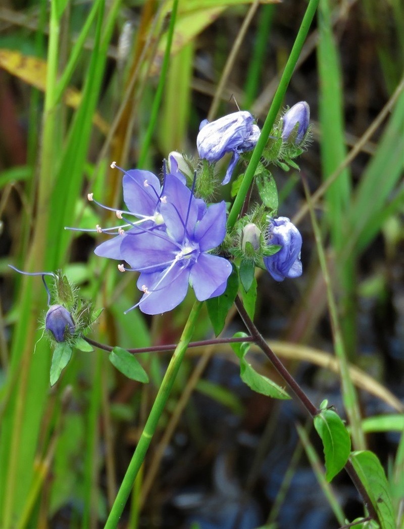 Skyflower photo 4
