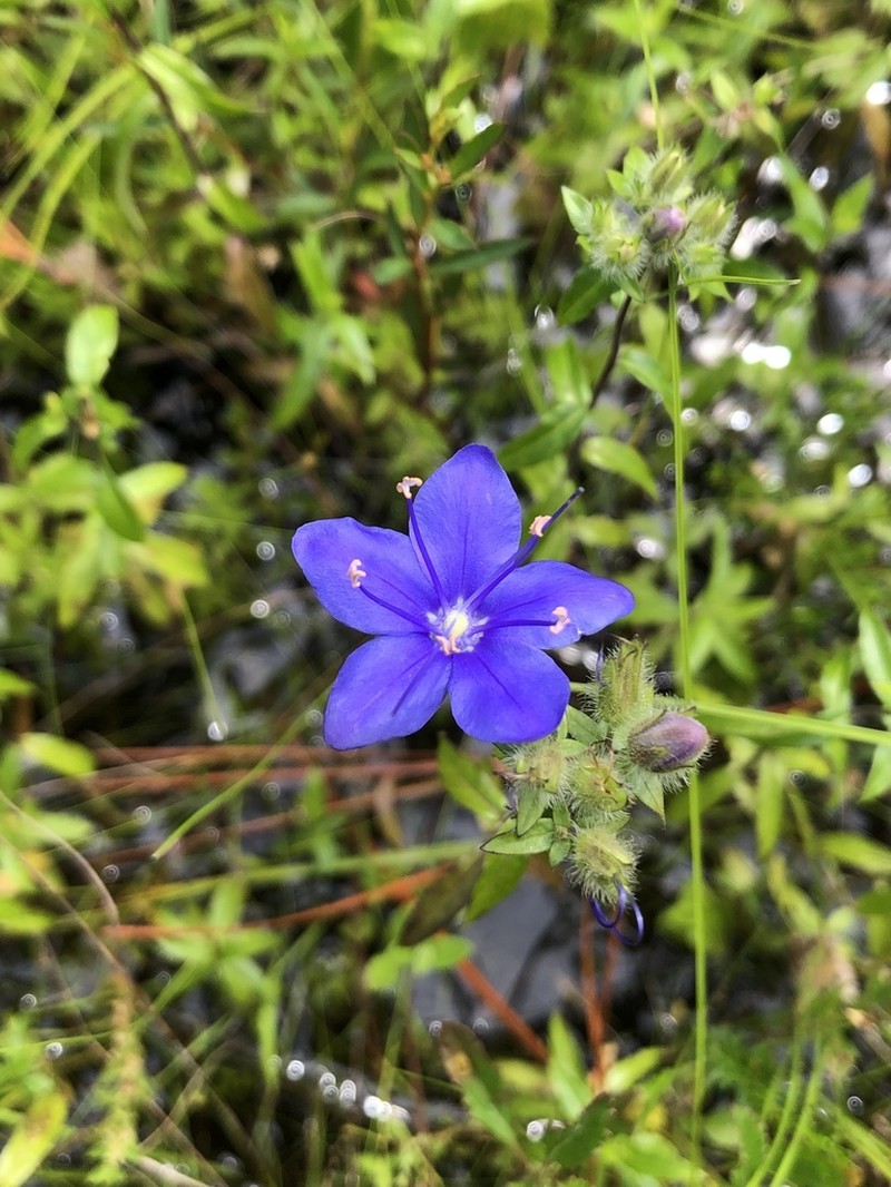 Skyflower photo 5