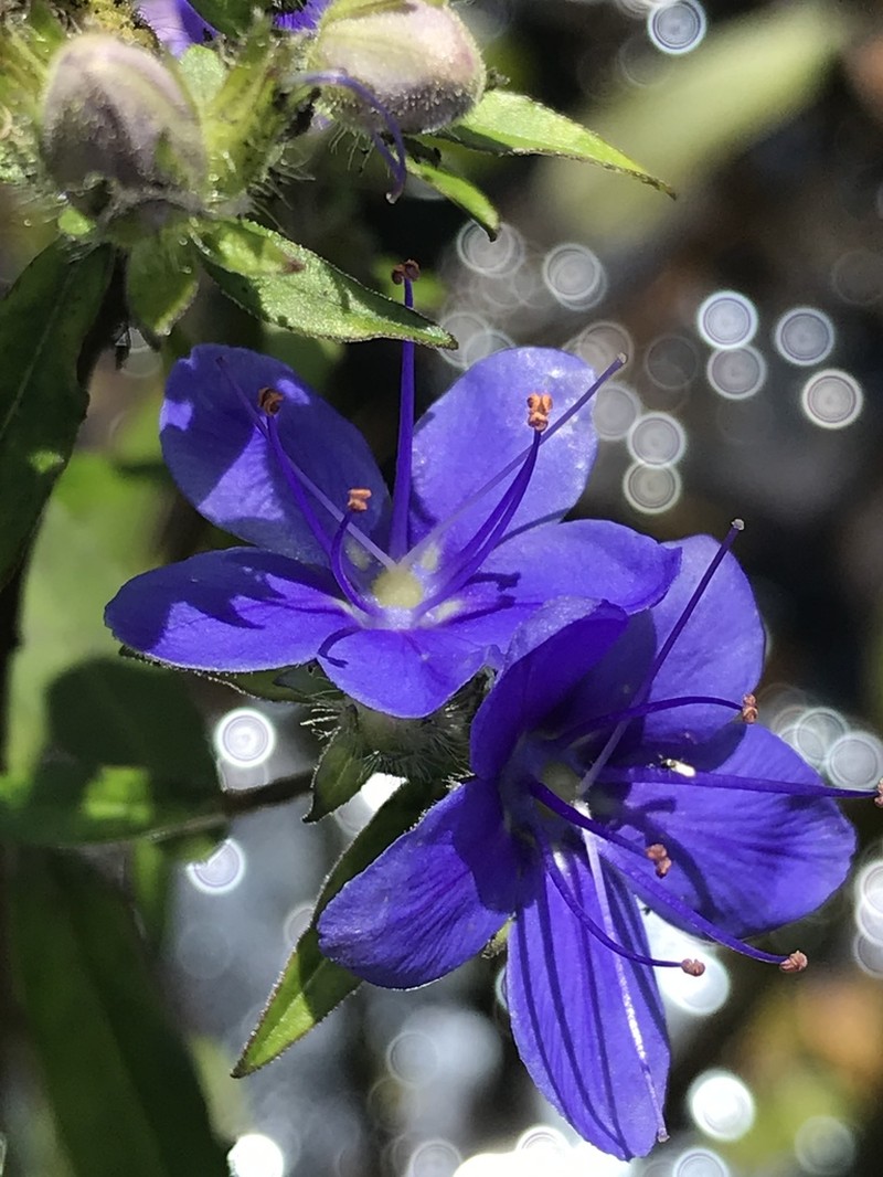 Skyflower photo 6