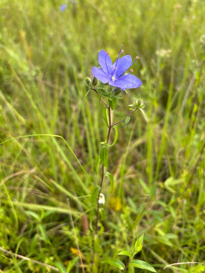 Skyflower photo 7