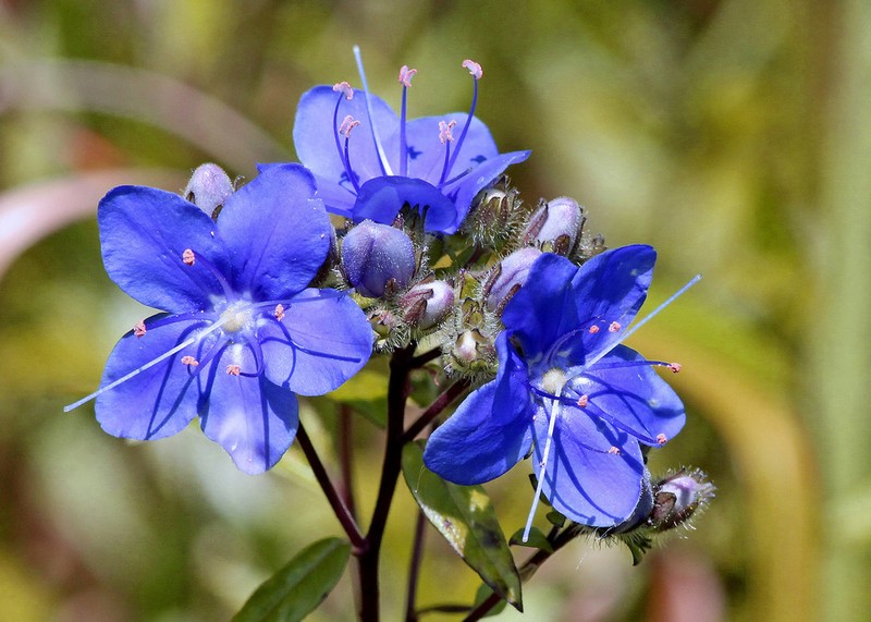 Skyflower photo 8