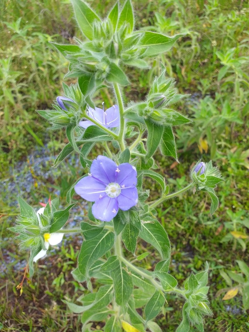 Hydrolea elatior