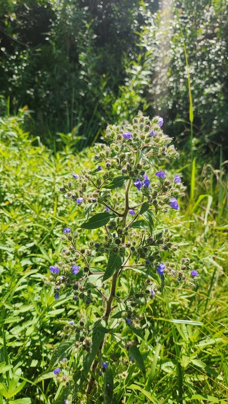 Hydrolea elatior photo 2